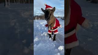 Christmas goats are back !! #goat #christmas #You Must Know #viral story #Wonderbot