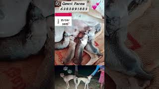 #kannipuppies#puppysale#chippiparaidog#dog#puppy#viralvideo#trendingshort#chippiparai#nature#breeder