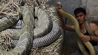 PART 2  PANGASINAN MGA JUMBO KING COBRA NA MABANGIS