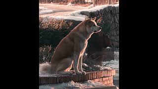 "He didn't come back" - Hachi Edit | Камин - EMIN & JONY (slowed & reverb)