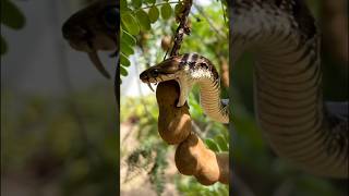 😮 The smart russel viper snake is trying to eat tamarind #snakevideo #russelviper
