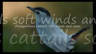 Pussywillows Cattails by Kenny Rankin...with Lyrics