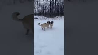 Playtime is OVER#shorts#Animals#Wildlife#AnimalRescue#HeroMoment#WildlifeDrama