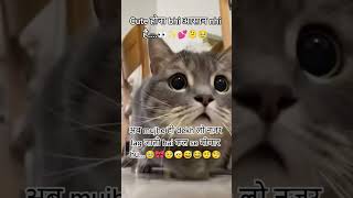 ❤️👀 Funny memes ✨💕#trending #cat #funnyshorts2025 #cutecouple #lovestatus2025 #maggielovers