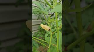 Stop for a breather #garden #okra #864gardening #gardeningtherapy
