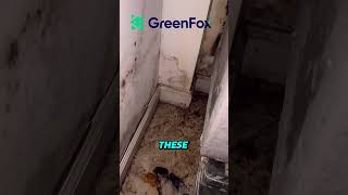 A Leak Causes Mold To CRAWL Along The Walls 🦠               #mold #molddamage