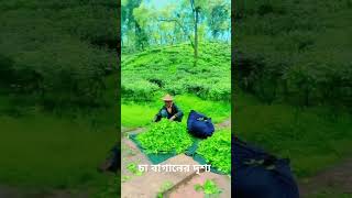 চা বাগানের দৃশ্য #ring_tone #বাঁশির_সুর #sad_music #রিংটোন