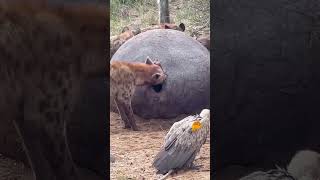 Spotted Hyena Feeding on Hippo C.........Spotted Hyena Feeding on Hippopotamus Carcass #viral #short