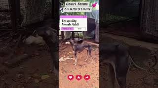 #kannipuppies#puppysale#chippiparaidog#dog#puppy#viralvideo#trendingshort#chippiparai#nature#breeder