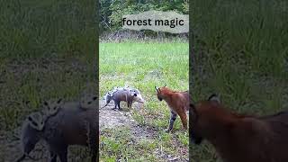 This Brave Animal Stands Up to a Lion to Protect Her Young