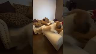 dog #slowmomagic #asmr #knifeskills #oddlysatisfying #relaxingvideos #satisfyingvibes #watercut