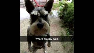 where are his balls at?