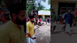 പാമ്പാടി രാജൻ  മാസ്സ്  എൻട്രി 🐘