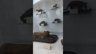 Indian museum Kolkata #indianmuseum #kolkata #westbengal #viralvideo #trendingshorts #love #animals