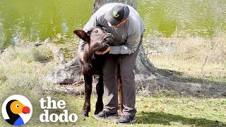 赤ちゃん水牛は、この子を「ママ」だと思っている | The Dodo