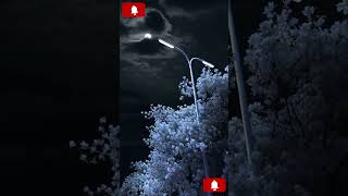 Night peace #CalmNights #AIGenerated #NightViews #Relaxation #SereneScenes