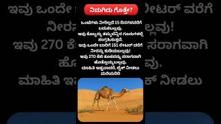 "ಒಂಟೆಗಳ ಅಚ್ಚರಿಯ ಸಾಮರ್ಥ್ಯಗಳು! 🐪💧 Desert Superpower Facts" #kannadafacts #ಆರೋಗ್ಯ