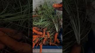 carrot harvest from my garden #shorts #short #farminginsouthafrica #smallscalefarming