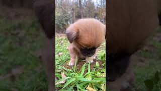 So cute !! #You Must Know #viral story #Wonderbot