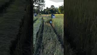 Framing the Harvest Season | #HarvestSeason #Agriculture #Harvest #YouTubeShorts