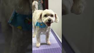 🐶🫶 Just another busy day at Pet Grooming Mi Mundo 🫶🐶