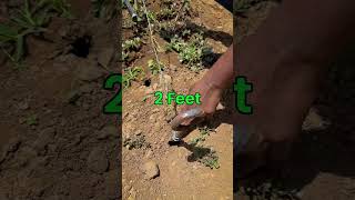 50 टन/एकड़ टमाटर का राज 🍅🔐 Tomato Farming Secrets || Indian Farmer #shorts #indianfarmer