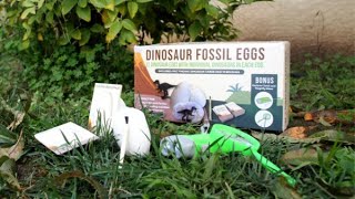 Fossil Kit Demo Video