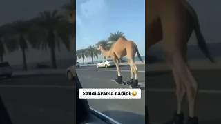 Saudi Arabia 🇸🇦🐪🐪🎥Habibi #video😱 #rb 🫣#saudiarebiya🤣 #minivlog 🛼🛼#shortvideo #videoshorts 😄#comedy 🎥