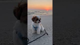 Sitting on the beach can be as healthy as jogging!  #shihtzu #beach #sunset #funnydogs #dog #shorts