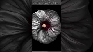 Flower Photography | Post Processing | Photoshop Edit #flowers #flowerphotography #floralphotography