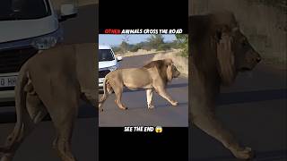 Tiger vs other animals#trending #animals #wildlife #shorts #youtube