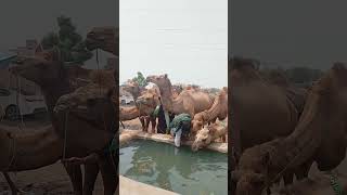 Camels Drinking water#Camels #CamelLovers #camels #ytshorts#viralshort