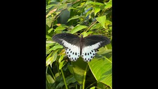 Butterflies of India | Wildlife Conservation in India