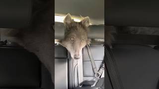 面白いオオカミ。🐺🐕🤣#動物種に関する事実 #ウルフマニア #オオカミ #ジャーマンシェパード #サポート #オオカミ #ウルフドッグ #バイラル