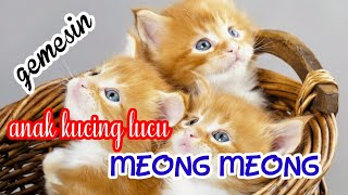 🥰Anak kucing lucu mengeong ngeong memanggil induk nya🥰