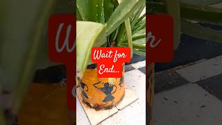 "Aloe Vera: Your Home’s Natural Medicine Plant" #shots#plants#infotics#ytshorts