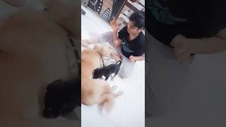 Jacky Jerry cute Moment❣️#dogandfamily #shortsviral #viral #cute #trendingshorts #jacky #viral