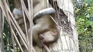 Snake Traps Baby Monkey – A Fight for Survival!