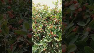 berry #berry #suscribe #fruit #viral #trending
