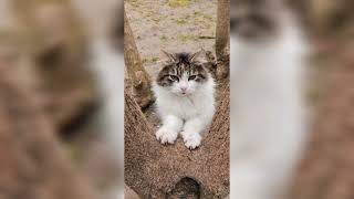 cute cats.