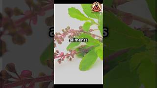 The Miracle Plant That Purifies Your Home 24/7 😱 #tulasi #60secondguru #religious