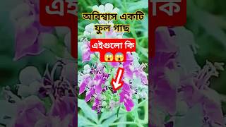 Saudi Arab Flower is Very Beautiful' Saudi Arab Flower | Beautiful Desert Flower #shorts #viralvideo
