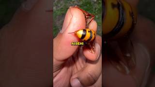 😯 World's Most Painfull 😖😣 Sting !!!