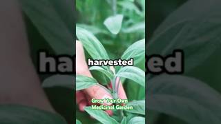 Grow Your Own Medicinal Garden | Herb Garden