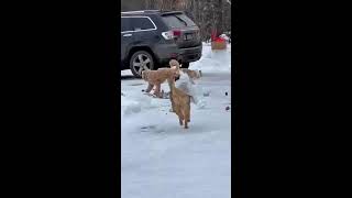 petsoftiktok Live Stream