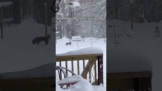 Snow day,but you have a husky