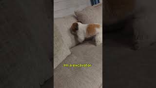 #funny #comedy #shihtzu #duet #puppy #shih #dogbreeds #dog #funny #cute #fun #pet #doglover