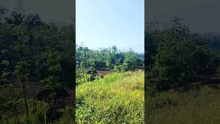 Peaceful Scenery in the countryside #peacefulplaces #countryside #naturebeauty