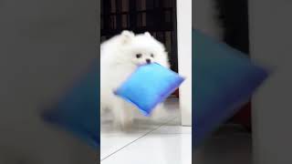 This Fluffy Cloud Puppy Steals Hearts! 🐾☁️ | Most Adorable White Dog Fails & Cuddles