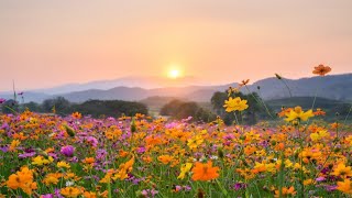 Birds Chirping  Deep Sleep and Meditation / 8 Hours